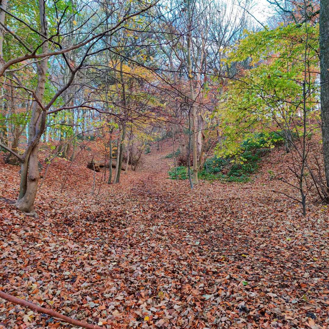 Autumn in Batcliffe Wood