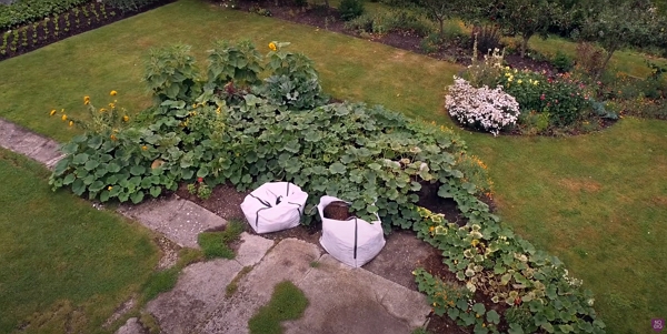 A view from the air of a large squash patch in a garden
