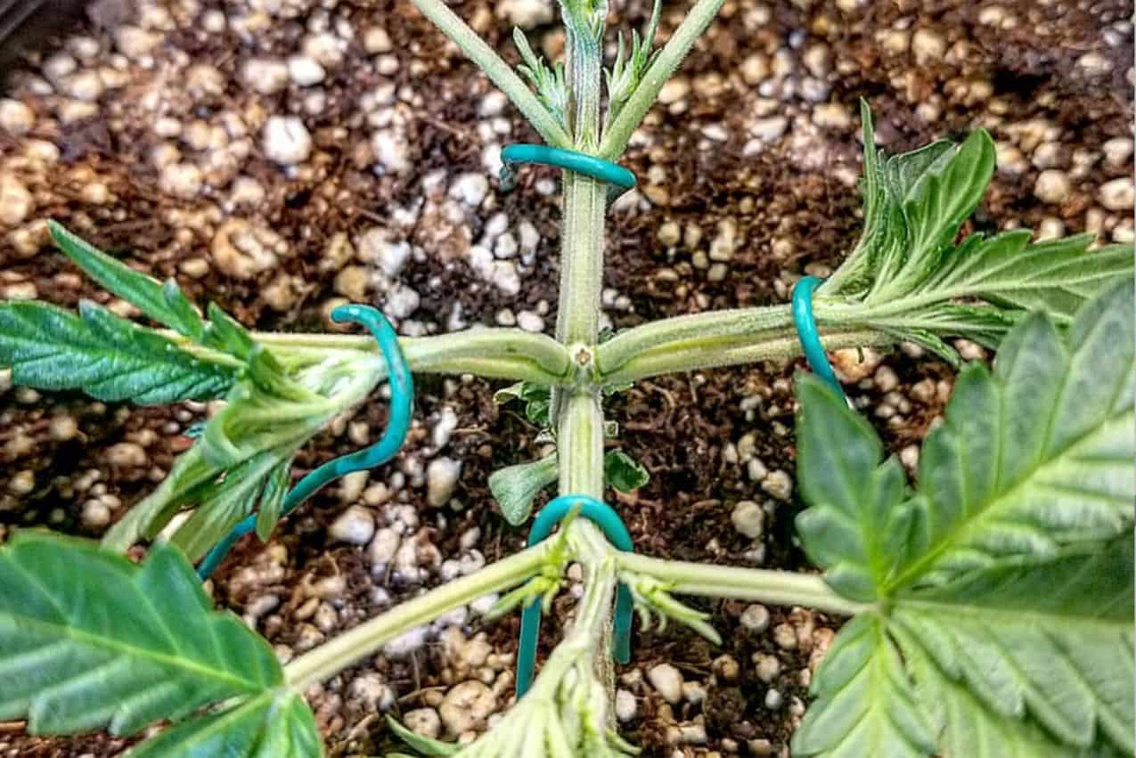 Super Cropping Cannabis