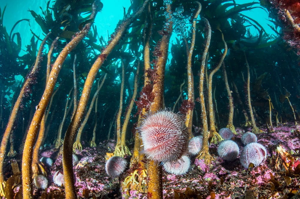 Edible sea urchins <em>(Echinus esculentus)</em> grazing on and around kelp <em>(Laminaria hyperborea)</em>