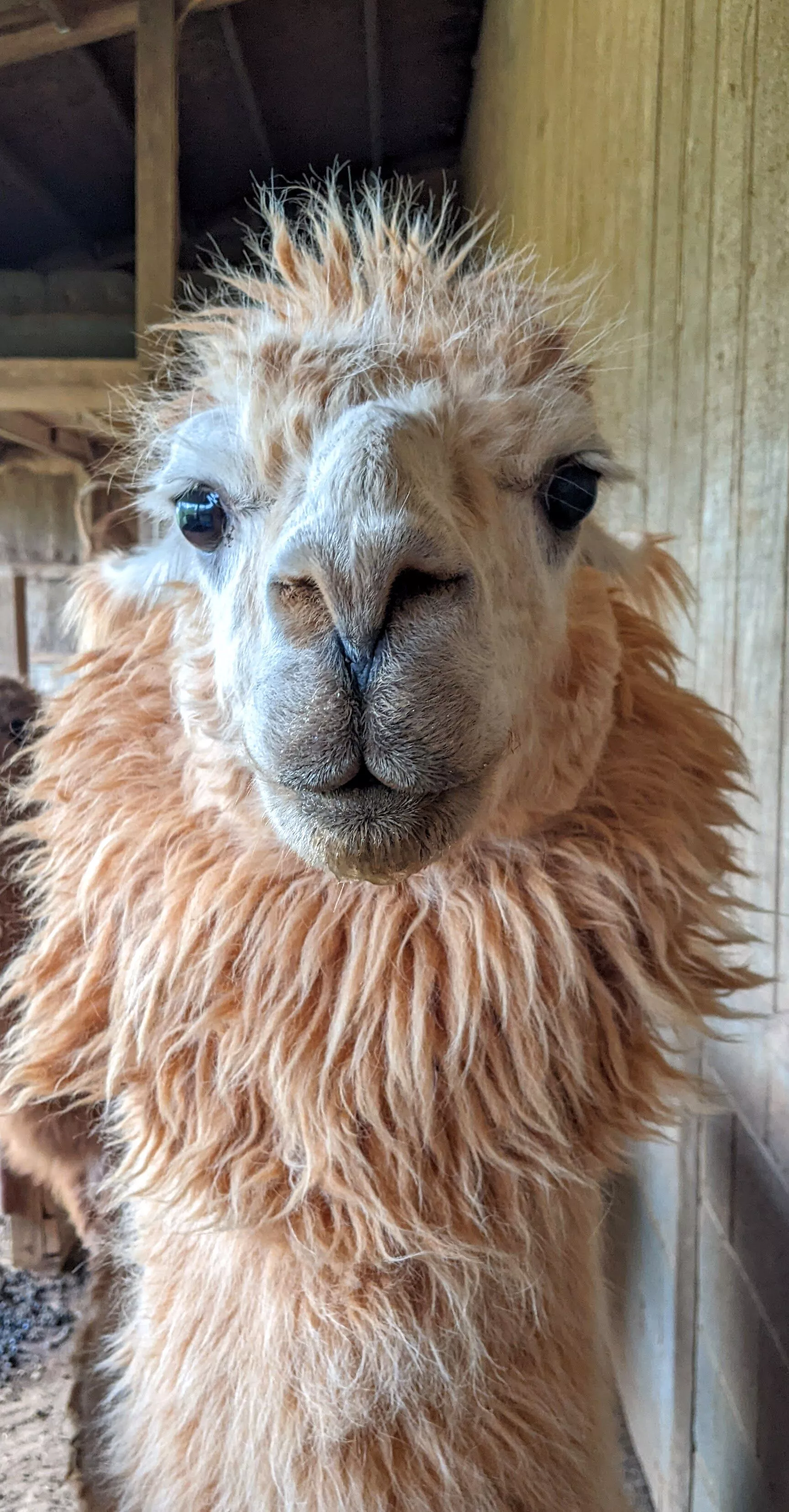 An image of a llama named Pellegrino
