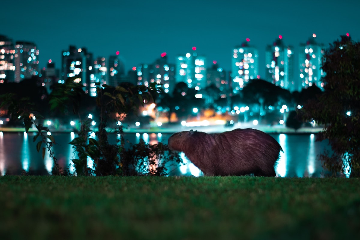 Capybara - Photo by João leal junior on Unsplash