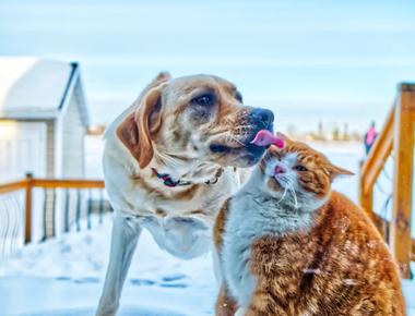 Why Do Dogs Lick Cats?