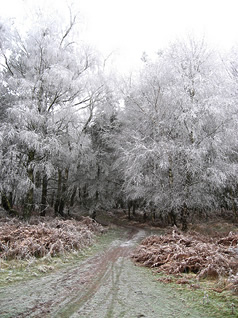 A scene from Cannock Chase