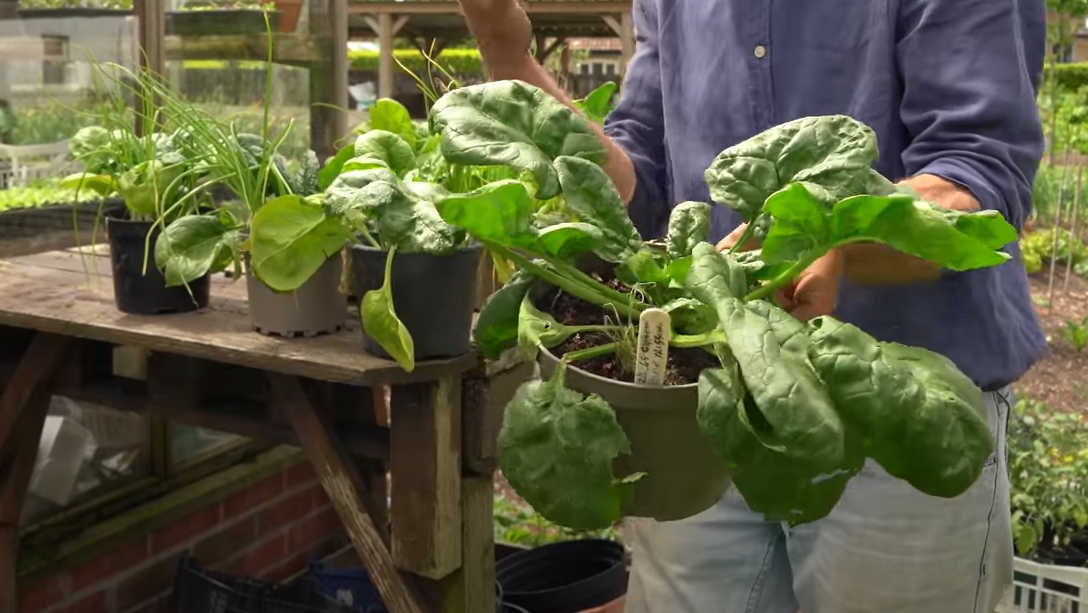 Huge spinach in pot 1