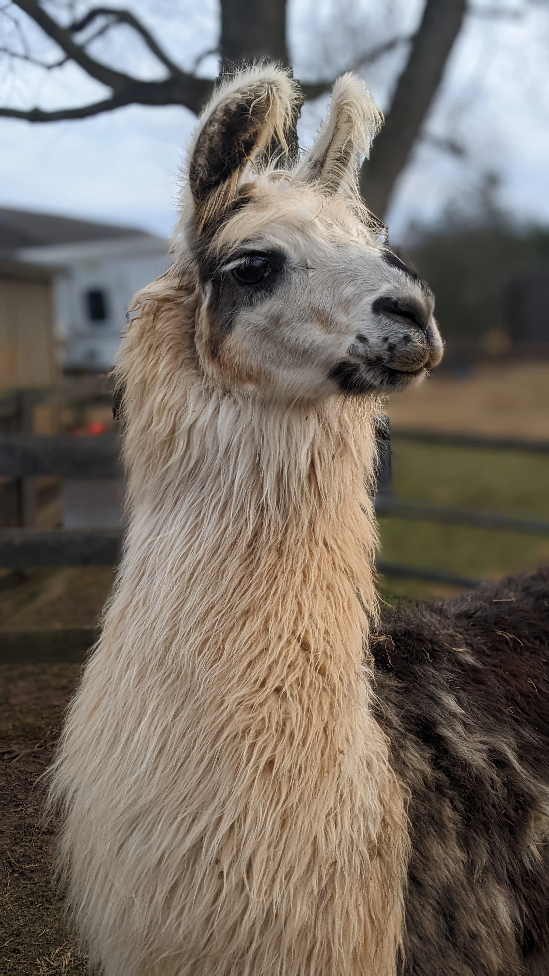 A portrait image of a llama named Miss Bennett