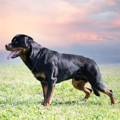 What Is A Dog Behaviorist?