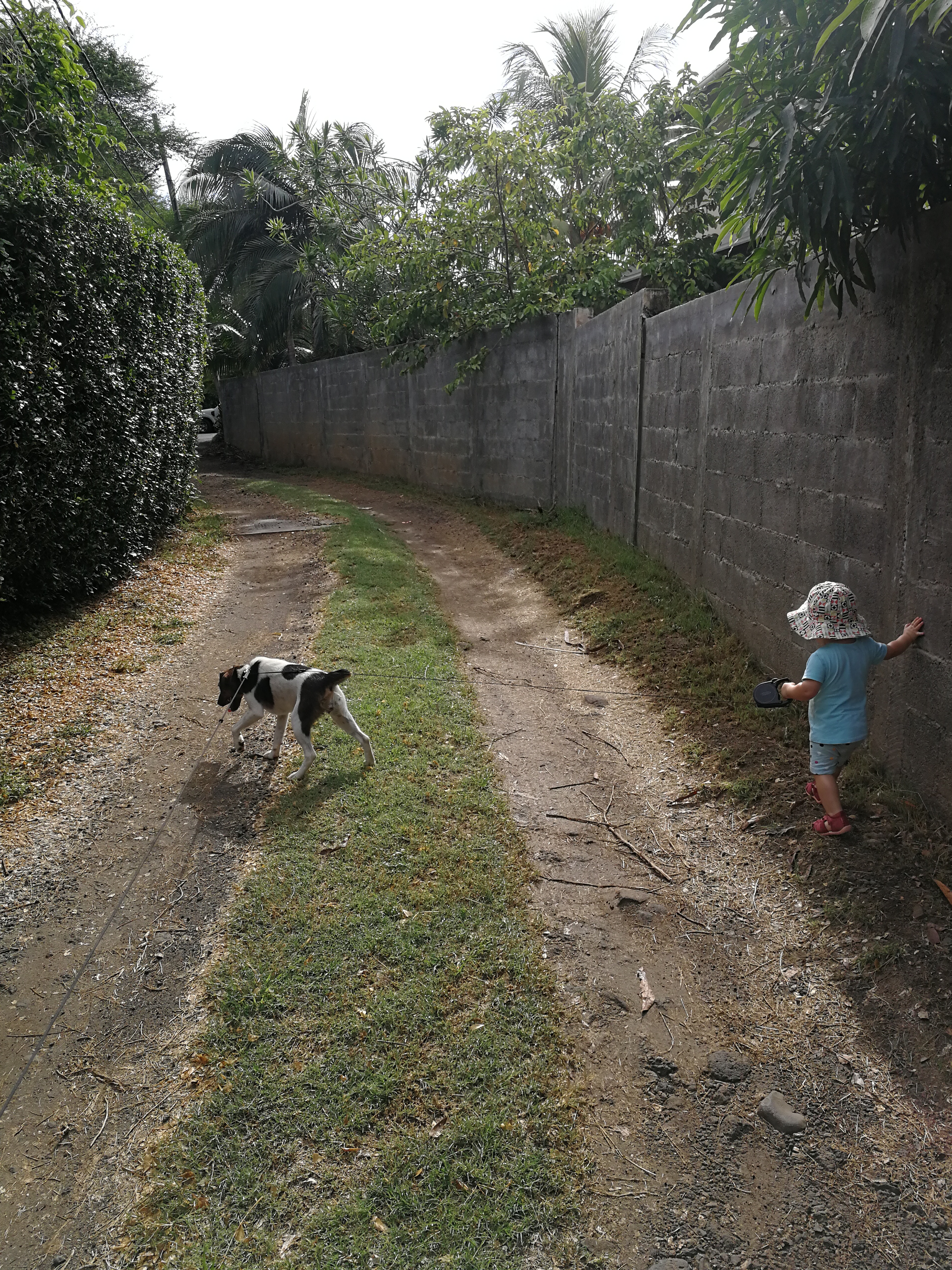 Amelia taking Odie for a walk, or Odie taking Amelia for a walk?