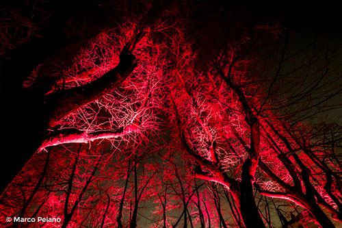 CIDNEON 2018: NON SOLO UN FESTIVAL