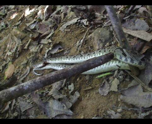 Colombia Snakes 3