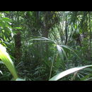 Guatemala Jungle 1