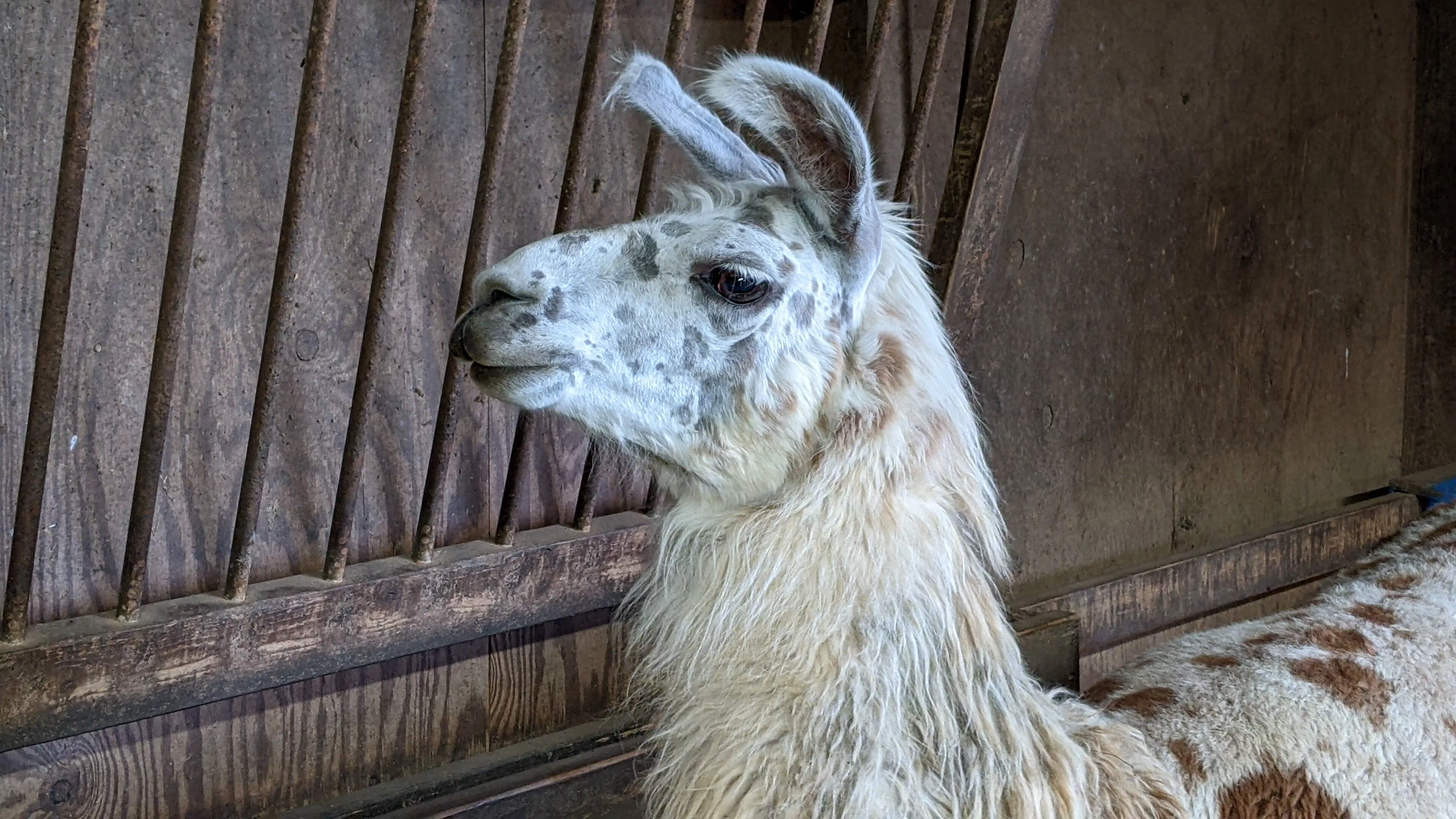 An image of a llama named Speckles lying down inside a barn