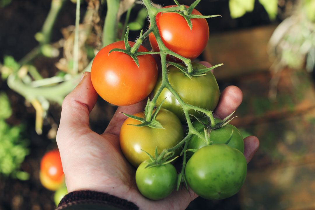 Ripening tomatoes being held in a hand