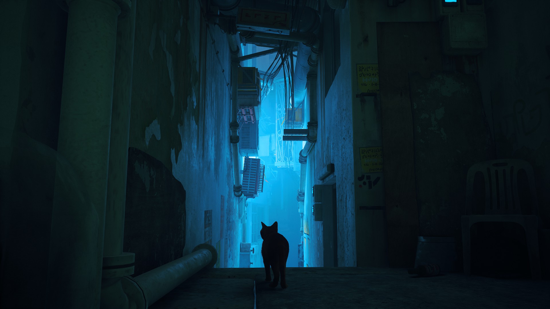 Cat standing in front of a blue-lit alleyway.