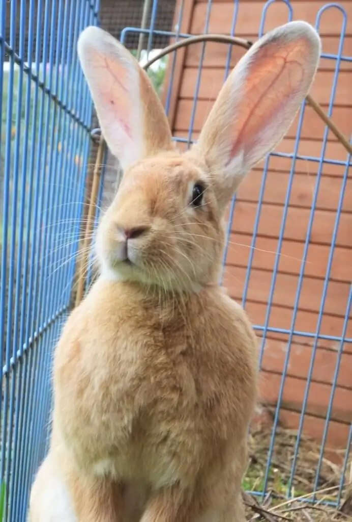 Flemish-Giant-rabbit