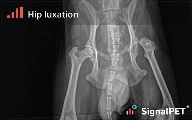 hip_luxation2