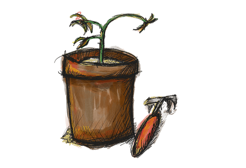 a small wilted plant in a pot