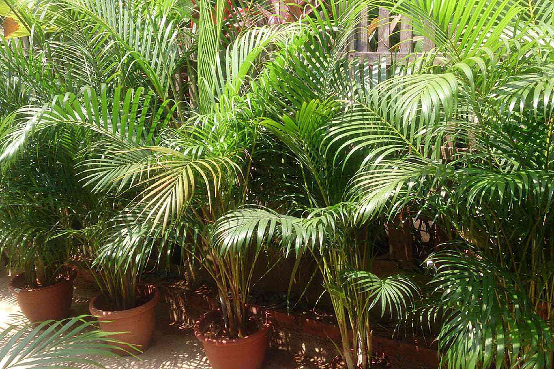 Areca palm