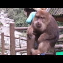 China Monkeys 7