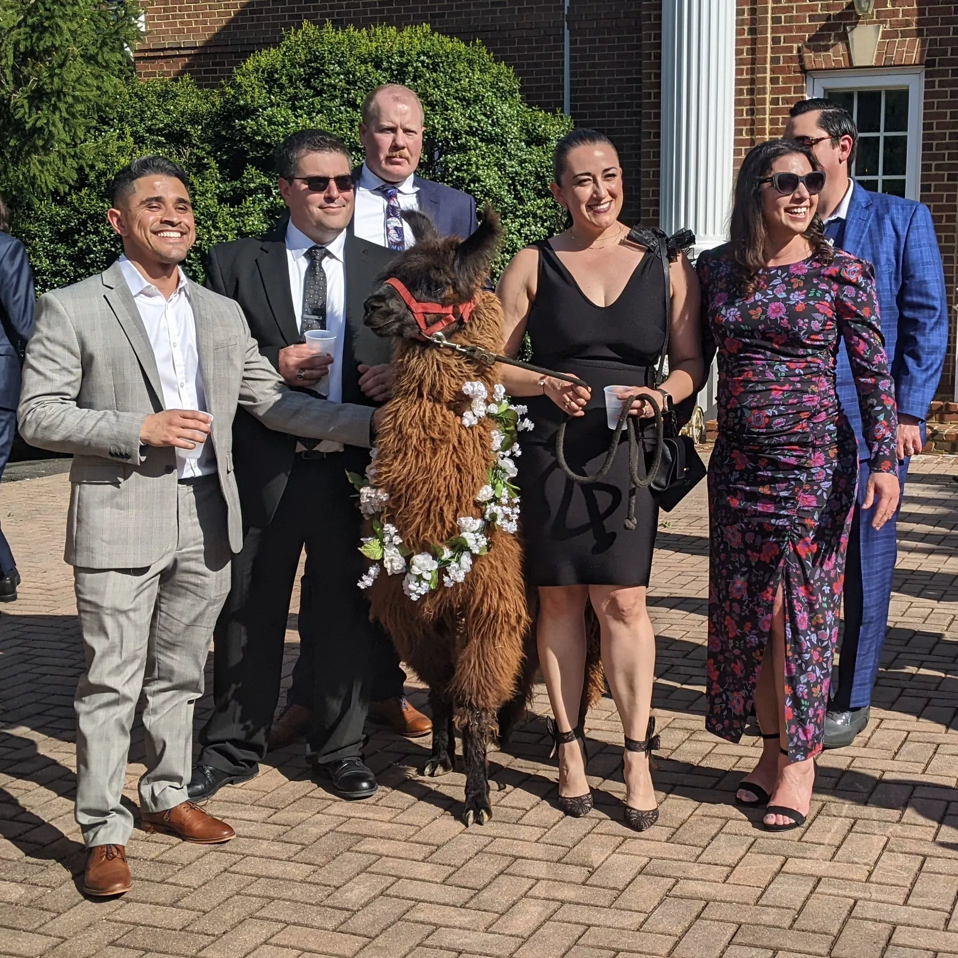 A llama named Longbourn at a wedding