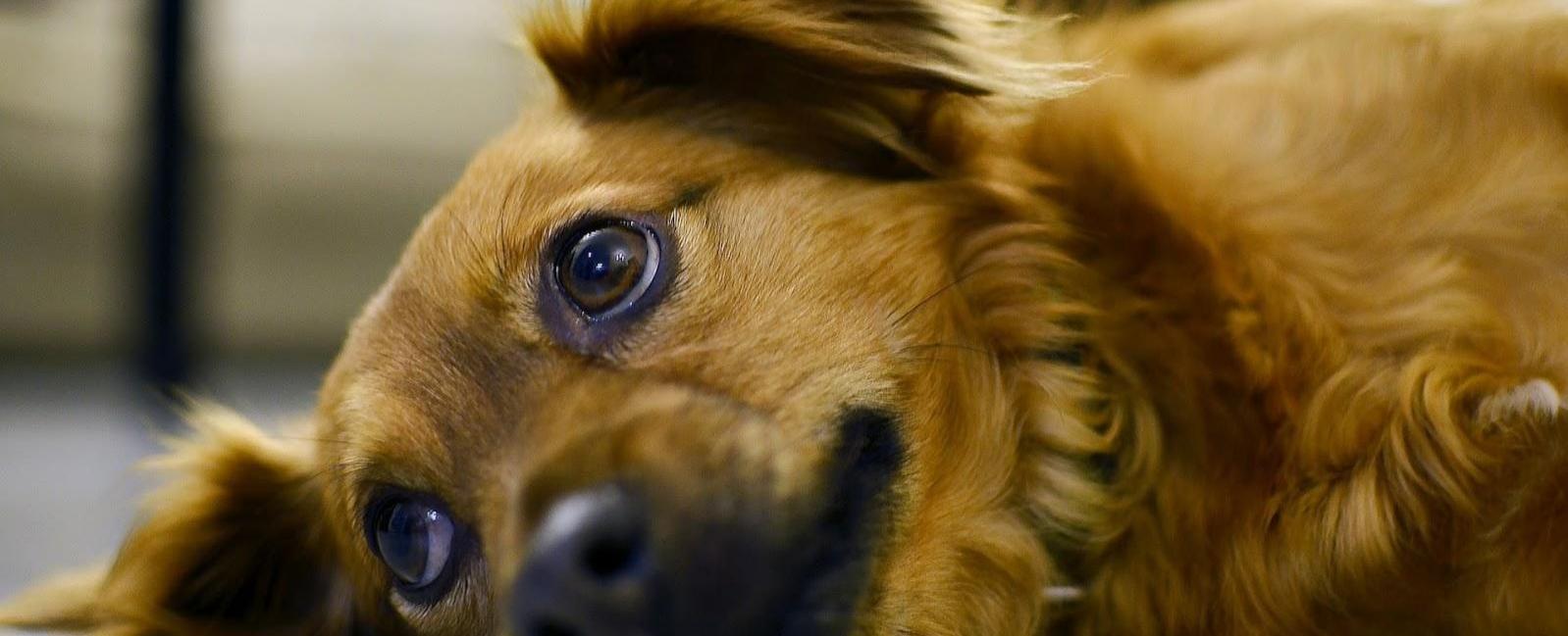 Your Dog's Favorite Person: How They Pick One & How You Can Tell If You're It