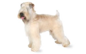 Soft Coated Wheaten Terrier Dog Breed