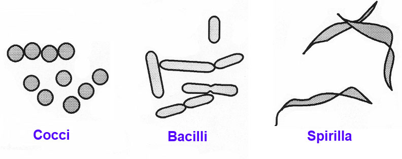 Three common bacterial shapes.