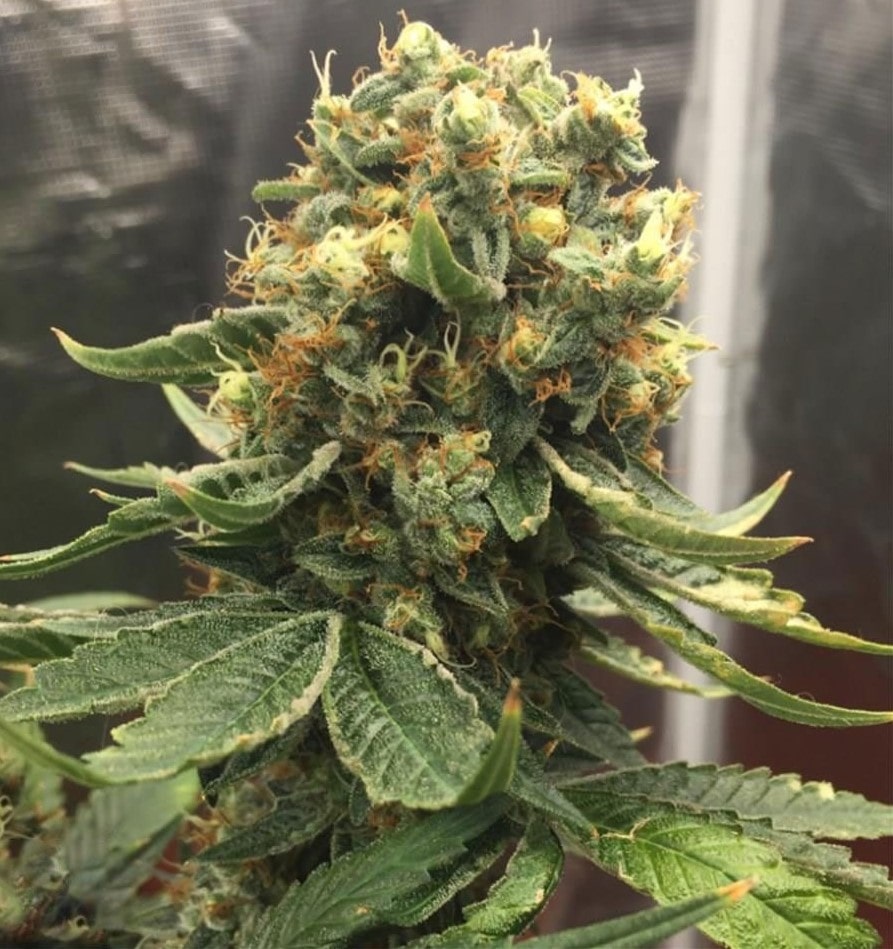 AK-47 strain