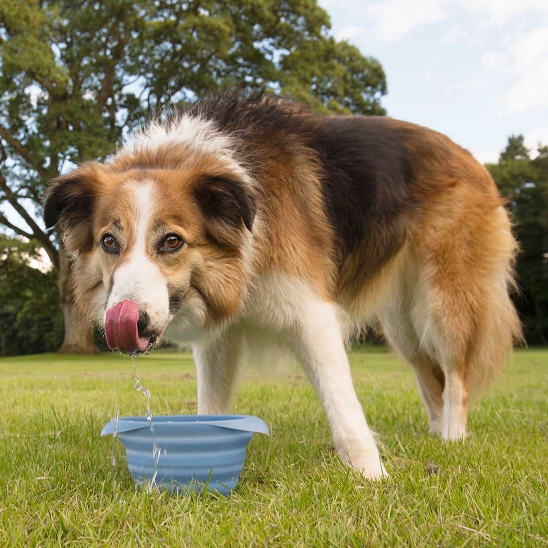Keeping Your Dog Hydrated in the Heat