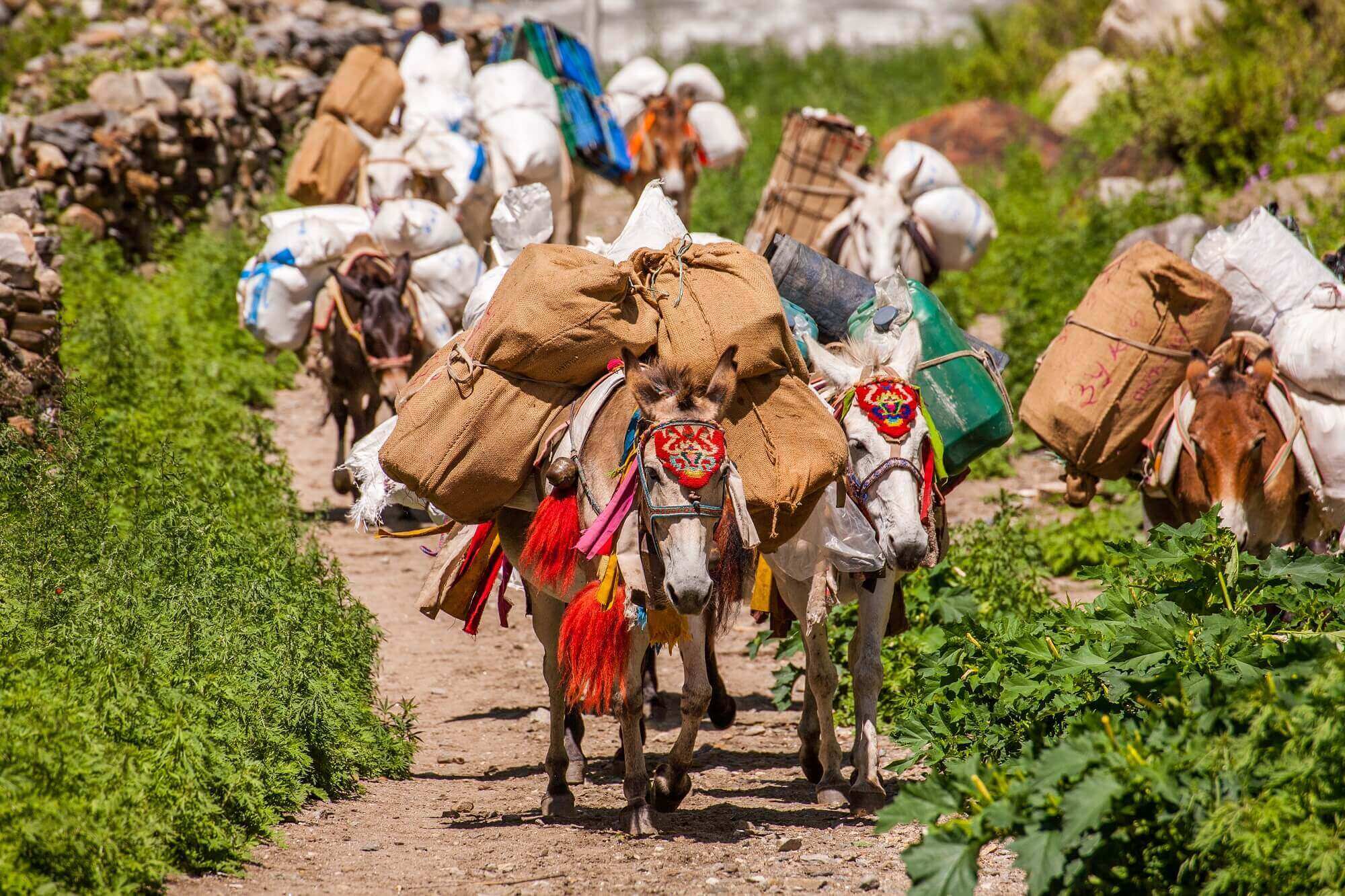 Image of Mules Carrying Loads