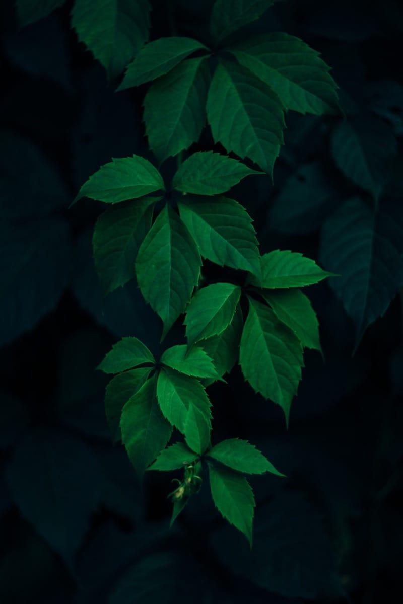 Green Plant