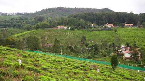 Tea Estates on the opposite hill