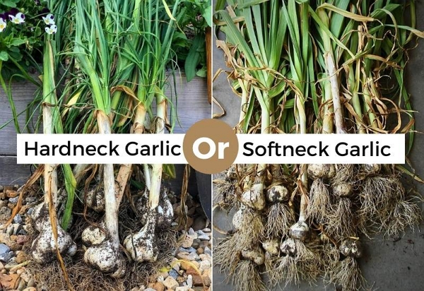 hardneck vs softneck garlics