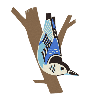 BESIDE_BIRDS_2021_White_Nuthatch.png