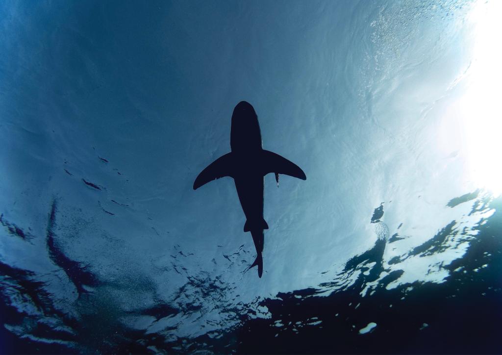 Single shark swimming in water above camera