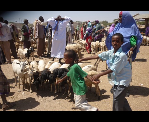 Somalia Animal Market 5