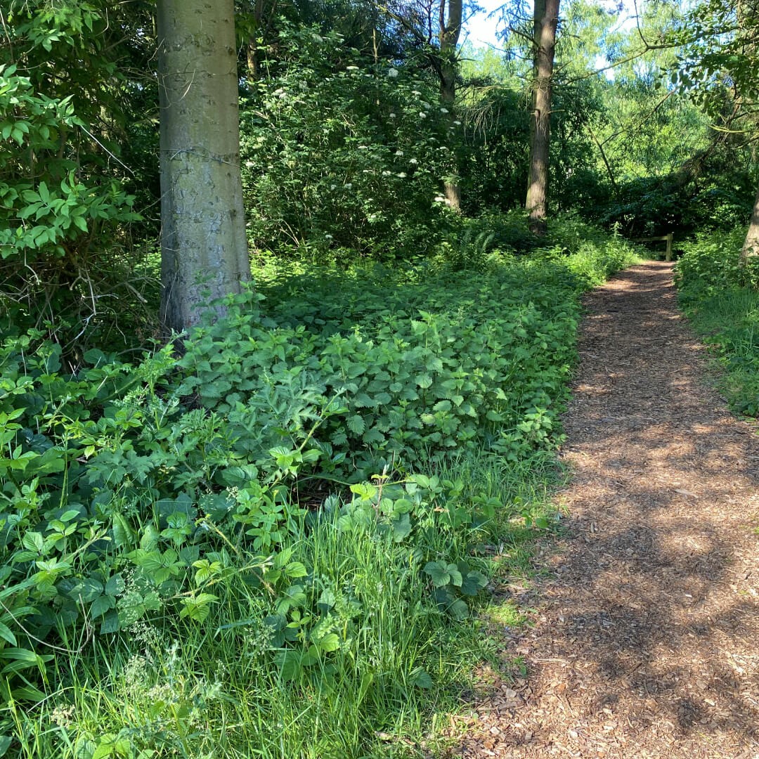 A path through the woodland at Golden Acre Park
