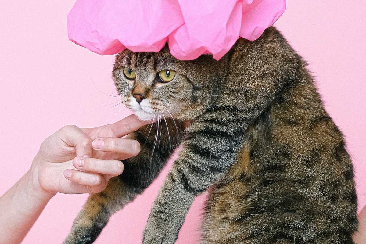 핑크색-샤워캡-고양이-굴욕