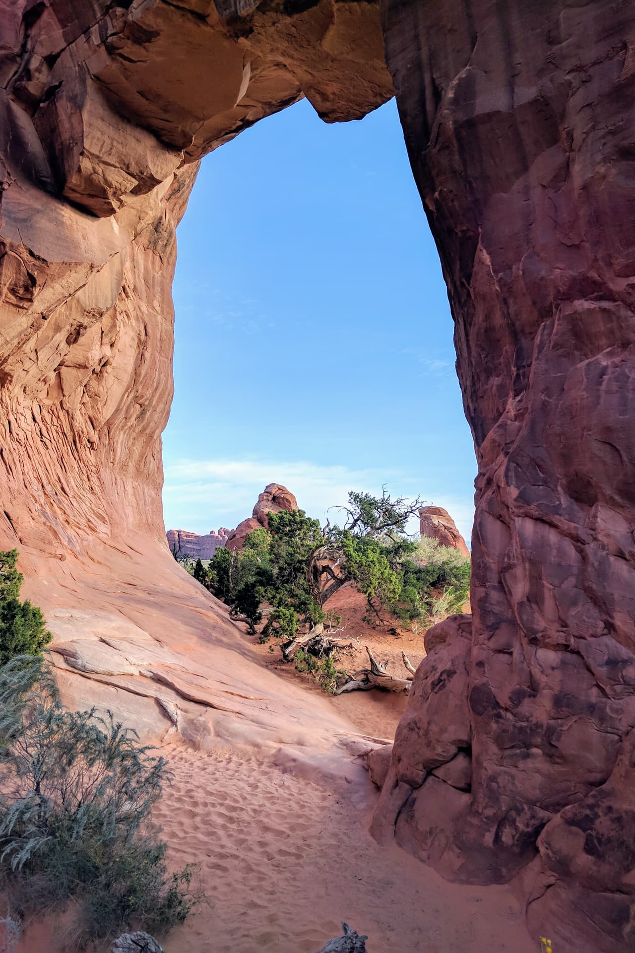 An oblique view through Pine Tree Arch in Arches National Park. The stone of the arch is exceptionally red, and the ground very sandy. A small juniper tree is growing almost in the middle of the arch.