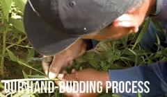 Our Hand-Budding Process 