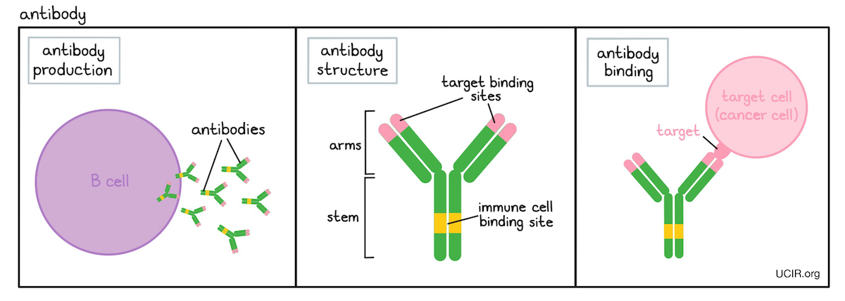 Illustration of antibody production and binding