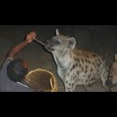 Ethiopia Hyenas 19