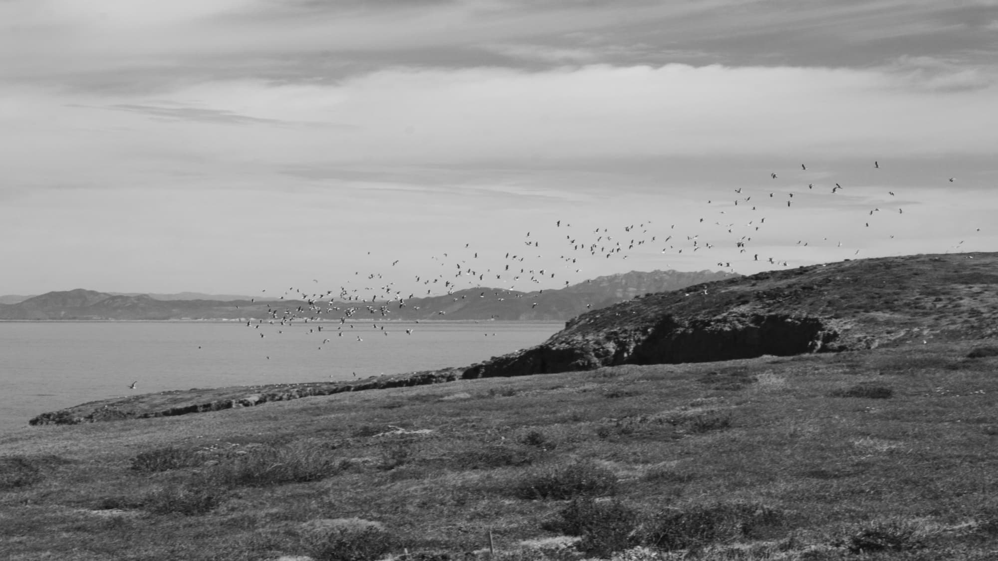 birds in flight above Anacapa Island