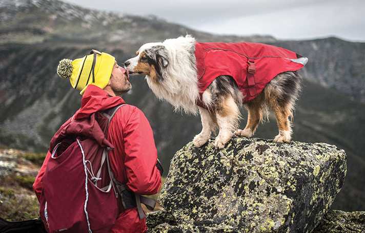 kurgo quantum leash instructions