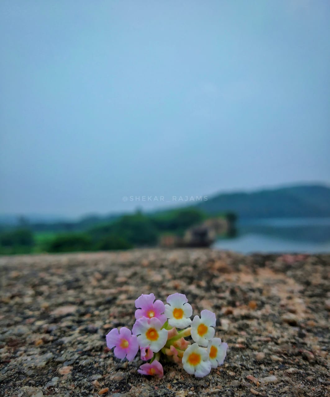 flower-bg-view