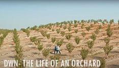DWN- The Life of An Orchard