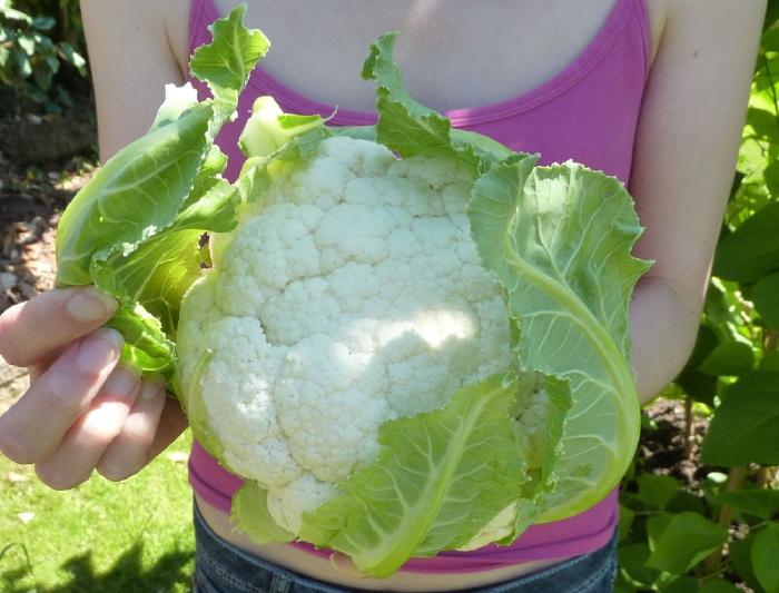 Homegrown cauliflower