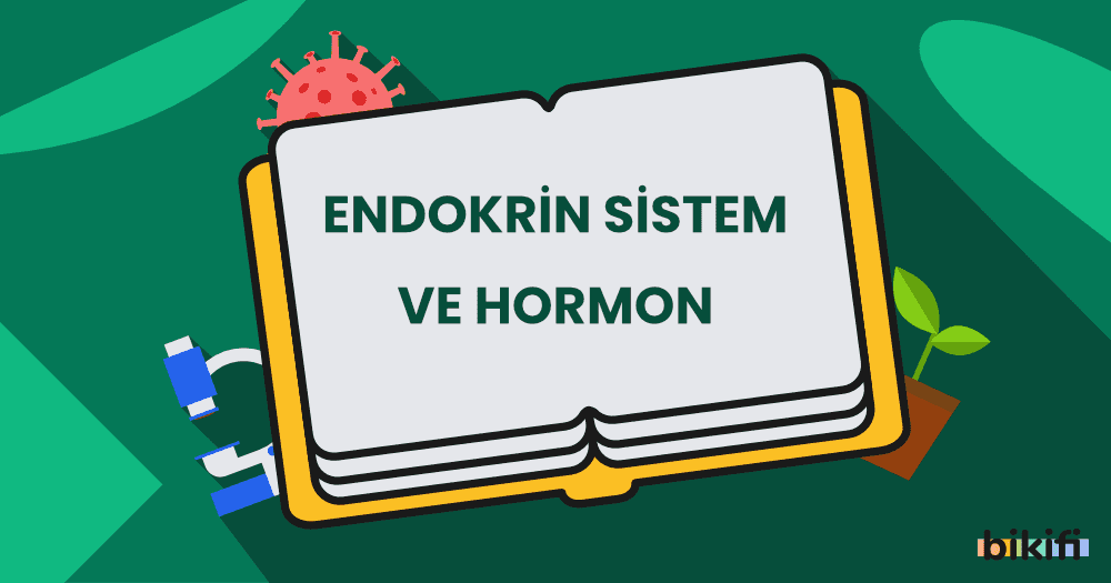 Endokrin Sistemi ve Hormon