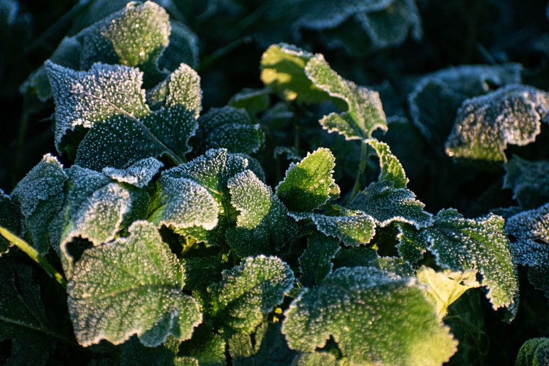 Frost-covered plant leaves