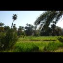 Sudan Nile Oasis 8